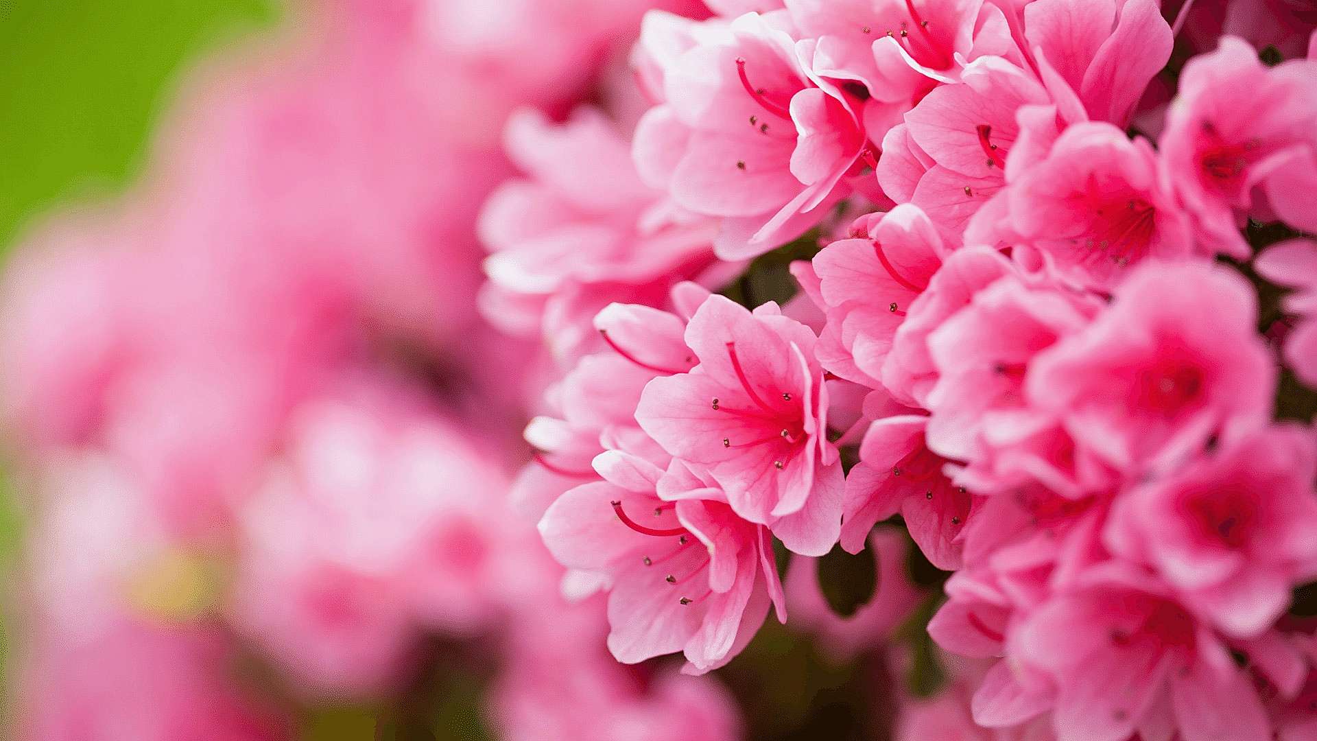 https://tipob9t.wwweees.com/image/cache/catalog/acelya-cicegi-anlami-rhododendron-1920x1080.jpg