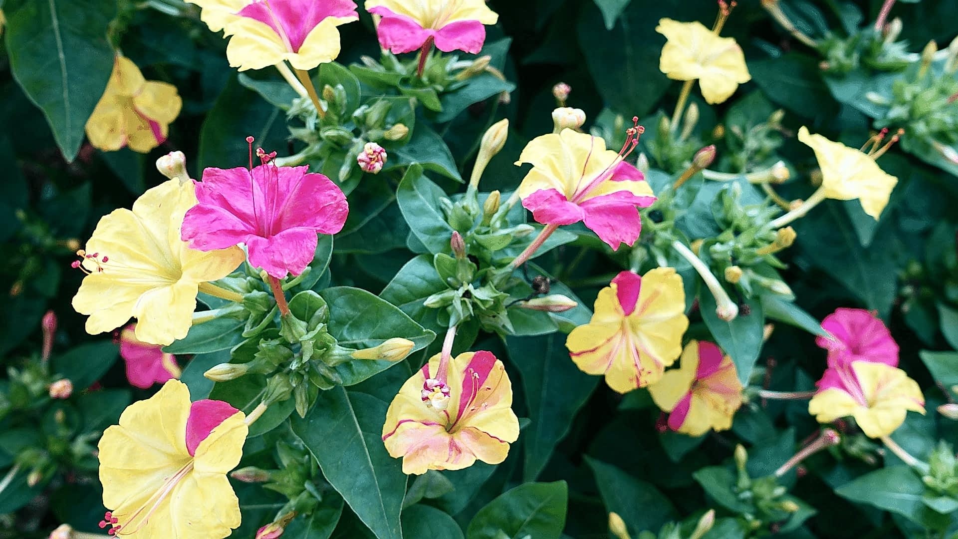 https://tipob9t.wwweees.com/image/cache/catalog/aksam-sefasi-cicegi-anlami-mirabilis-jalapa-1920x1080.jpg