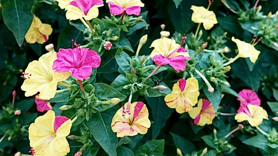 Akşam Sefası Çiçeği Anlamı - ( Mirabilis Jalapa)