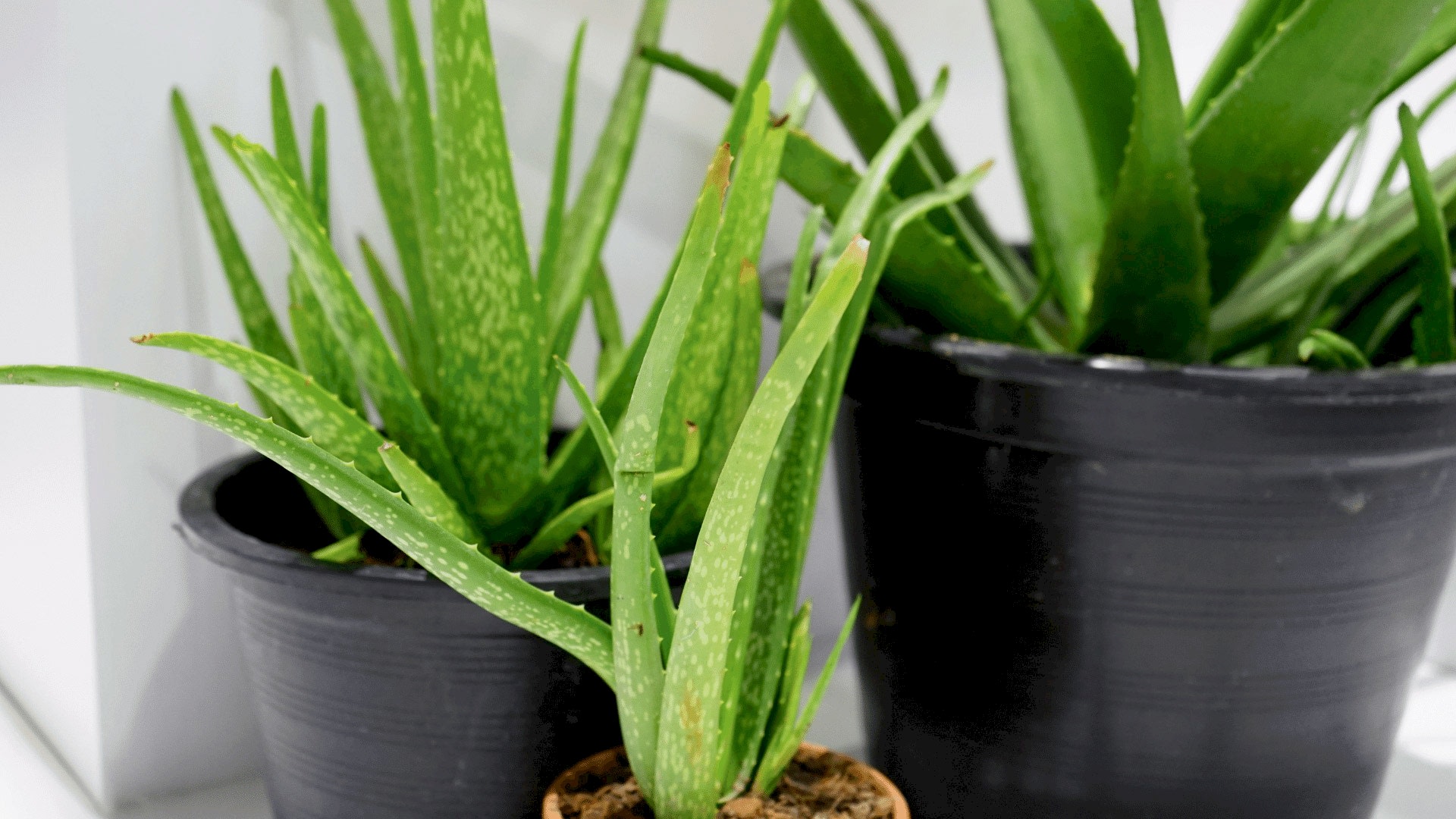 https://tipob9t.wwweees.com/image/cache/catalog/aleo-vera-bitkisi-anlami-aloe-barbadensis-miller-1920x1080.jpg