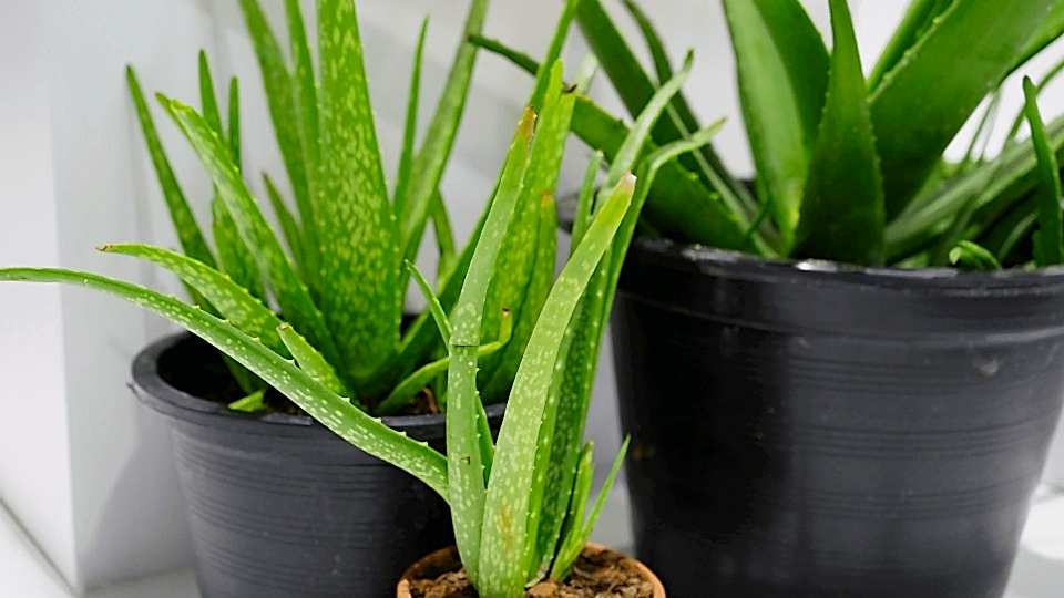 Aloe Vera Bitkisi Anlamı - (Aloe barbadensis Miller)