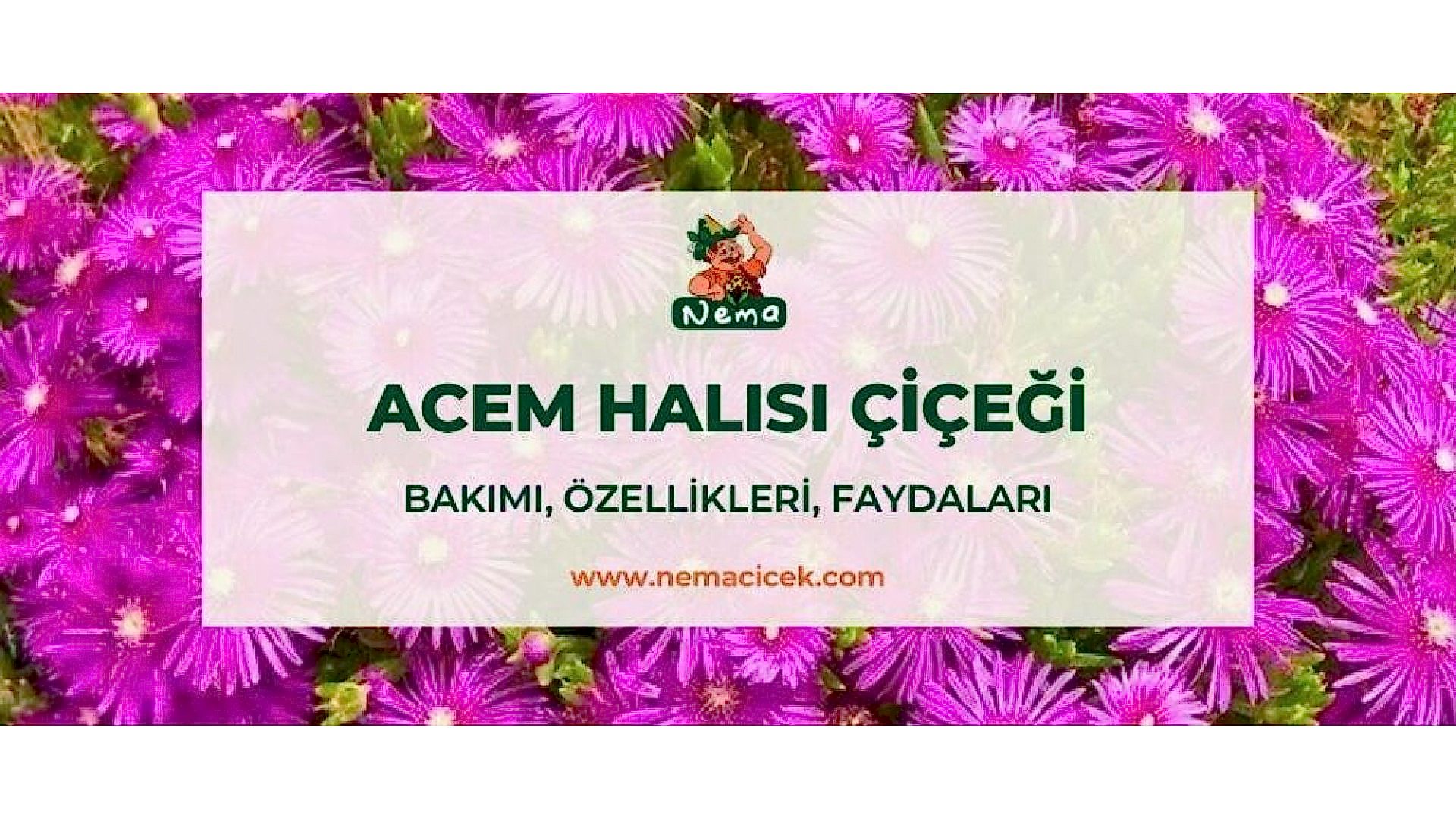 https://tipob9t.wwweees.com/image/cache/catalog/blog-image/acem-halisi-cicegi-nemacicek-blog-1920x1080.jpg