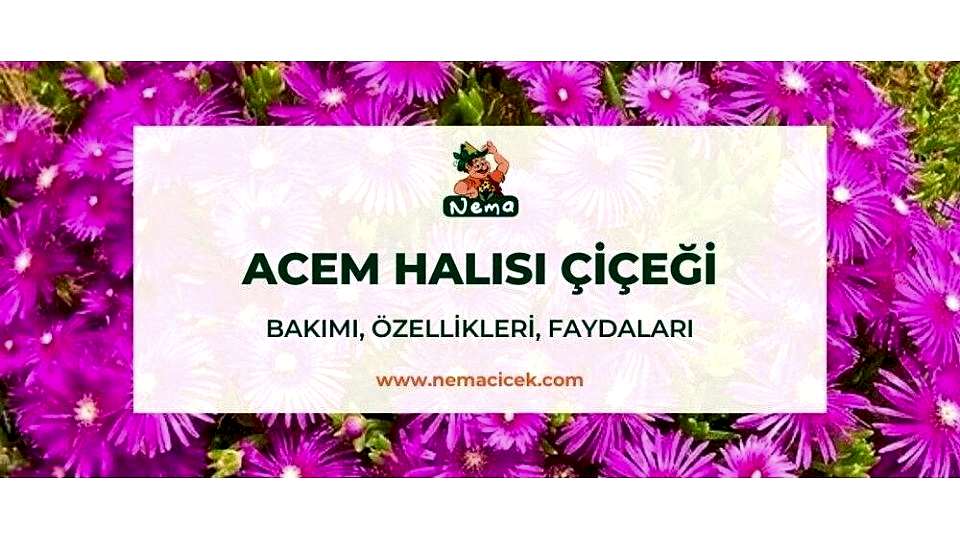 Acem Halısı Çiçeği, Bakımı, Özellikleri, Anlamı
