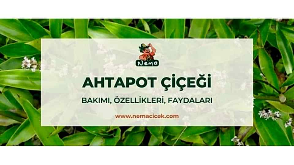 Ahtapot Çiçeği, Bakımı, Özellikleri, Faydaları