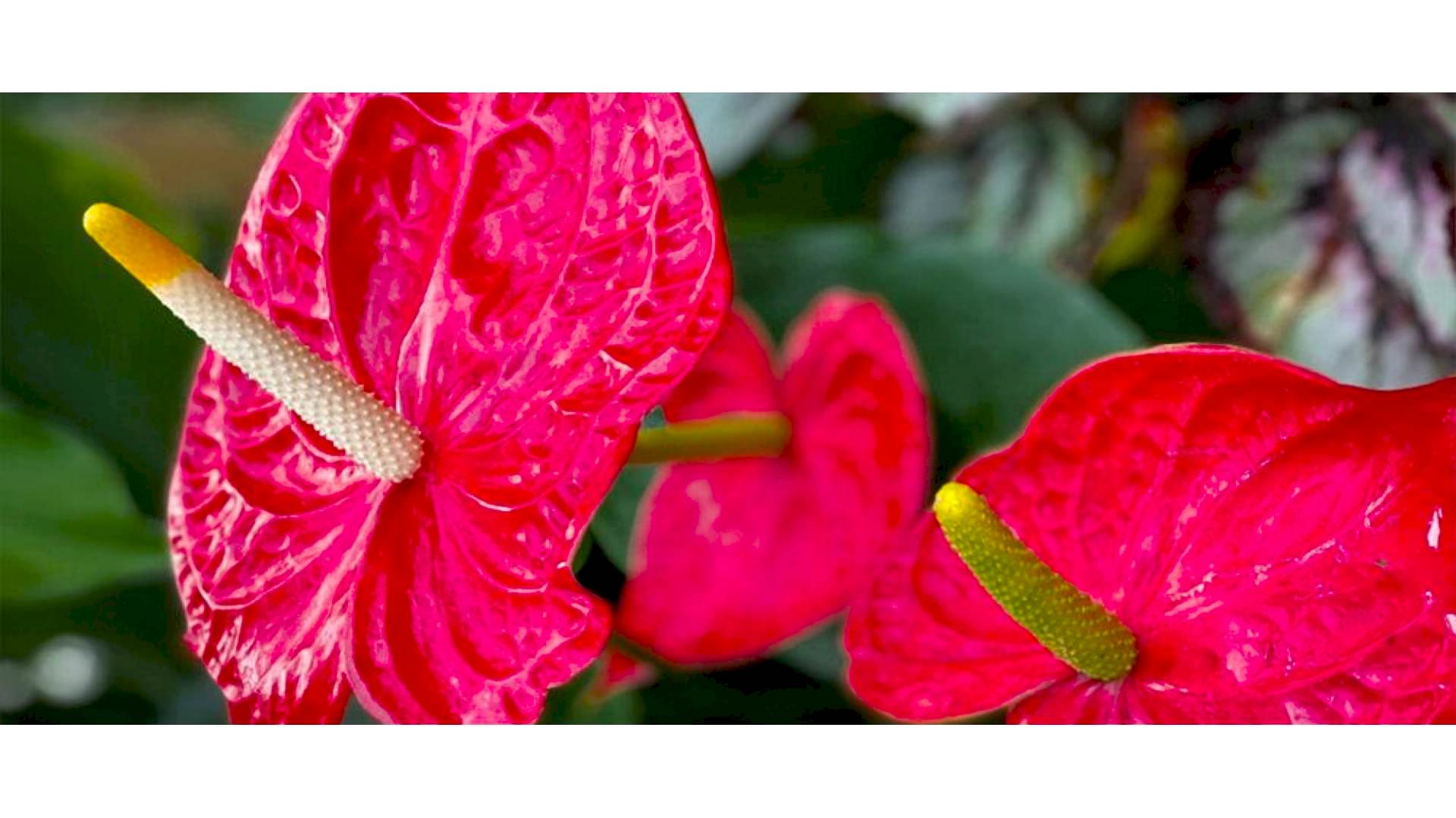 https://tipob9t.wwweees.com/image/cache/catalog/blog-image/antoryum-cicegi-anlami-anthurium-1920x1080.jpg