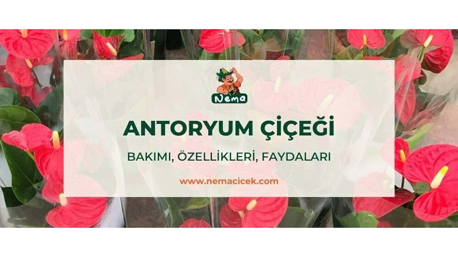 https://tipob9t.wwweees.com/image/cache/catalog/blog-image/antoryum-cicegi-nemacicek-blog-1920x1080.jpg