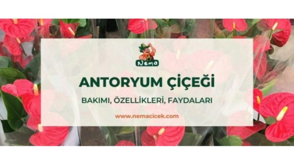 Antoryum Çiçeği (Anthurium, Flamingo), Bakımı, Özellikleri, Anlamı