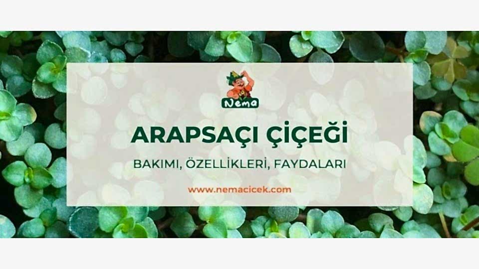 Arapsaçı Çiçeği (Soleirolia Soleirolii) Bakımı, Özellikleri, Faydaları, Anlamı