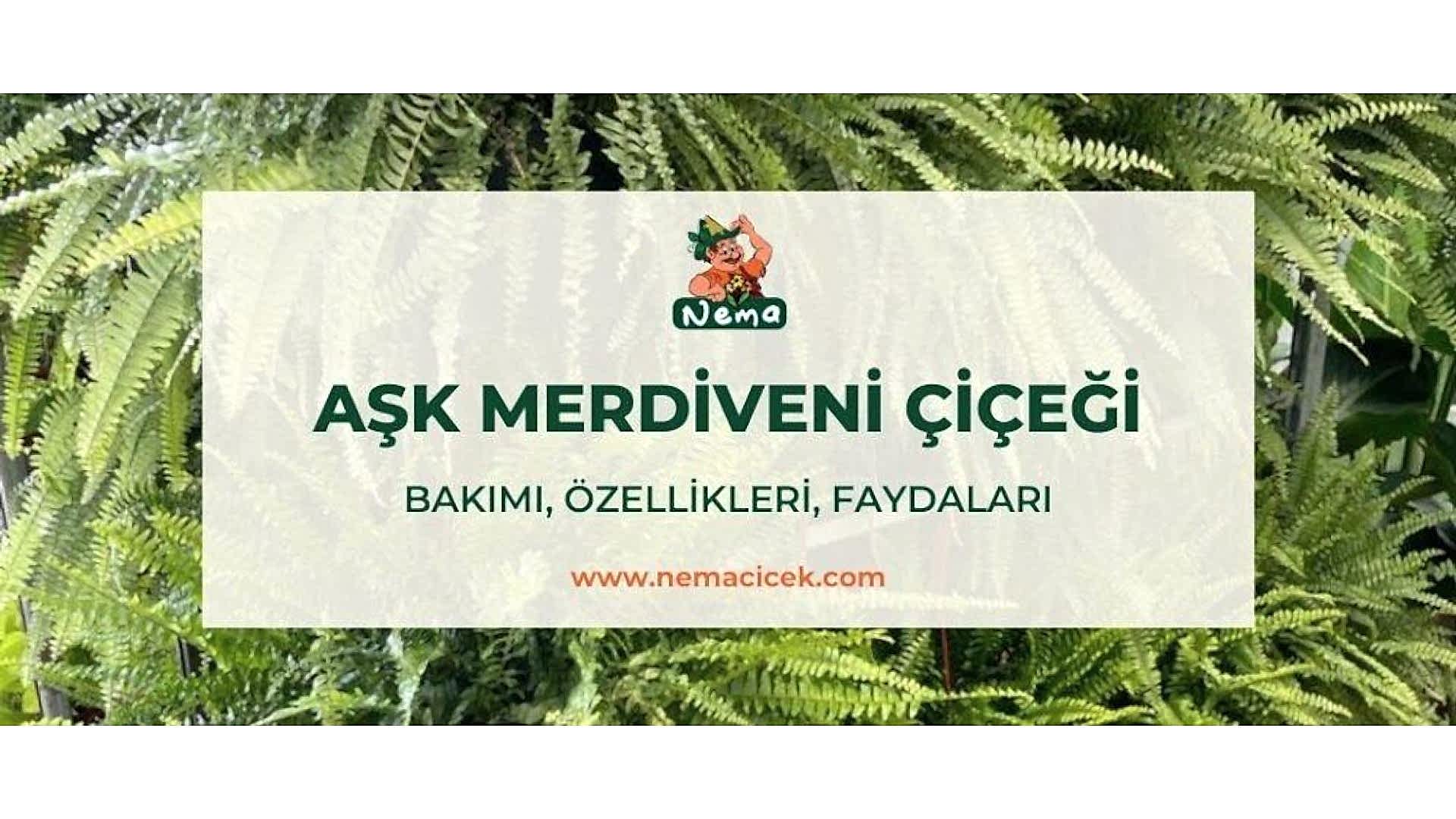 https://tipob9t.wwweees.com/image/cache/catalog/blog-image/ask-merdiveni-cicegi-nemacicek-blog-1920x1080.jpg