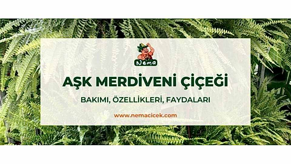 Aşk Merdiveni Çiçeği (Nephrolepis) Bakımı, Özellikleri, Faydaları
