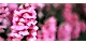 Aslanağzı Çiçeği Anlamı – (Antirrhinum)