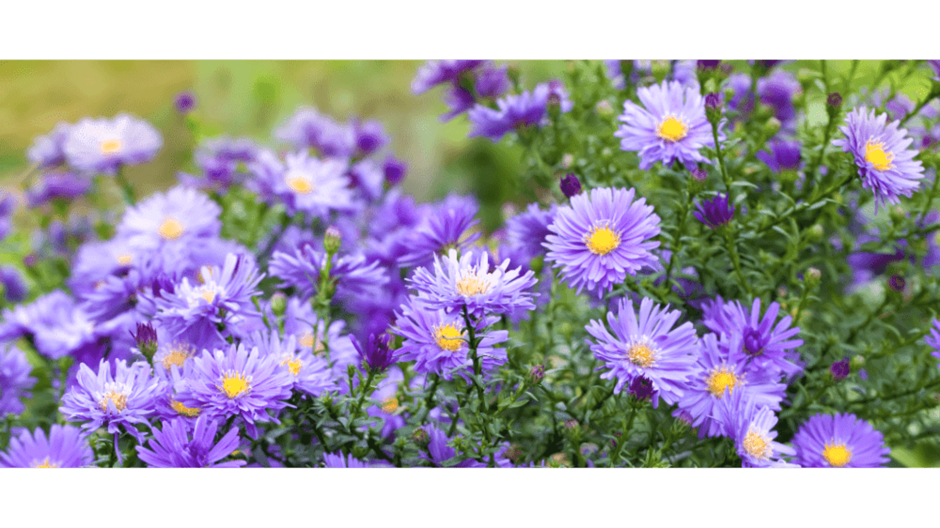 https://tipob9t.wwweees.com/image/cache/catalog/blog-image/aster-cicegi-tipob9t.wwweees.com-2-1-1920x1080.png