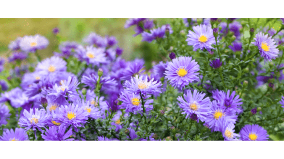 Aster Çiçeği Anlamı - (Yıldızpatı Çiçeği)