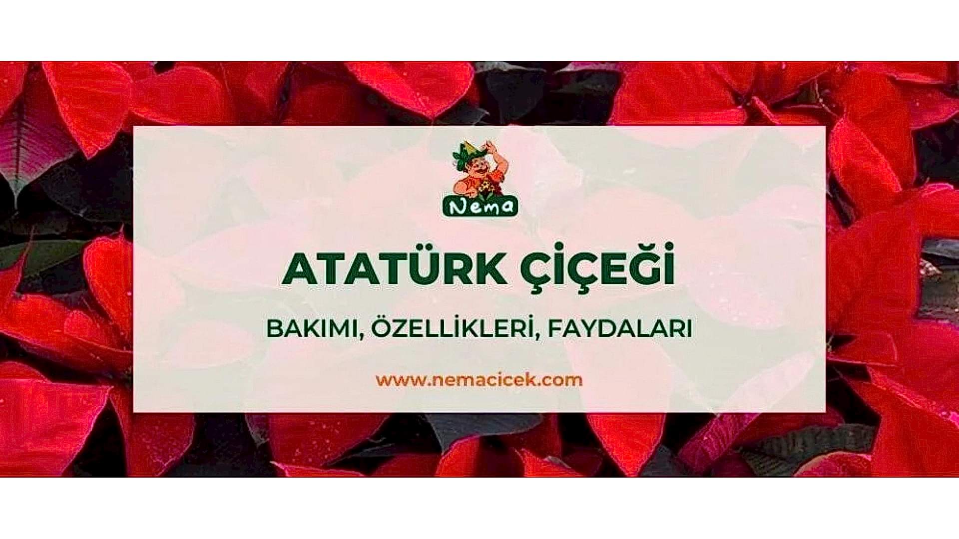 https://tipob9t.wwweees.com/image/cache/catalog/blog-image/ataturk-cicegi-nemacicek-blog-1920x1080.jpg