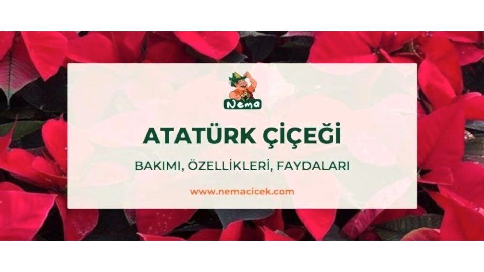 Atatürk Çiçeği (Ponsetya) Bakımı, Özellikleri, Anlamı
