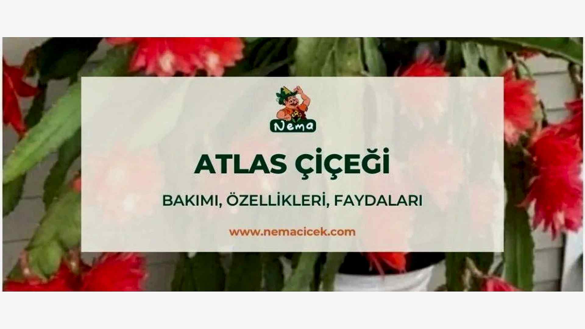 https://tipob9t.wwweees.com/image/cache/catalog/blog-image/atlas-cicegi-nemacicek-blog-1920x1080.jpg