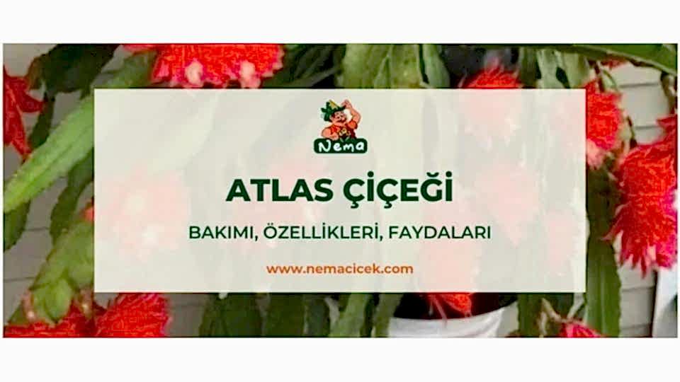 Atlas Çiçeği, Bakımı, Özellikleri, Anlamı