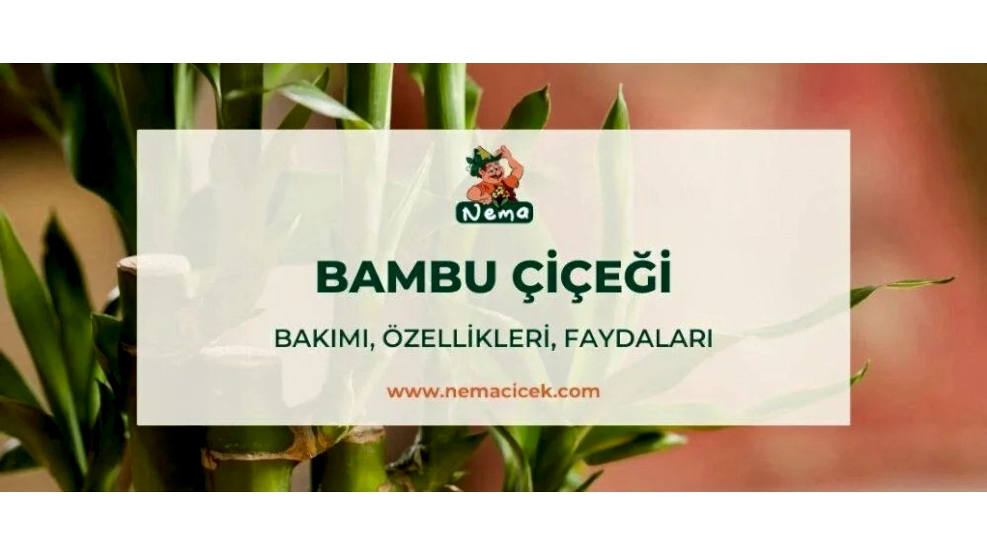 https://tipob9t.wwweees.com/image/cache/catalog/blog-image/bambu-cicegi-nemacicek-blog-1920x1080.jpg