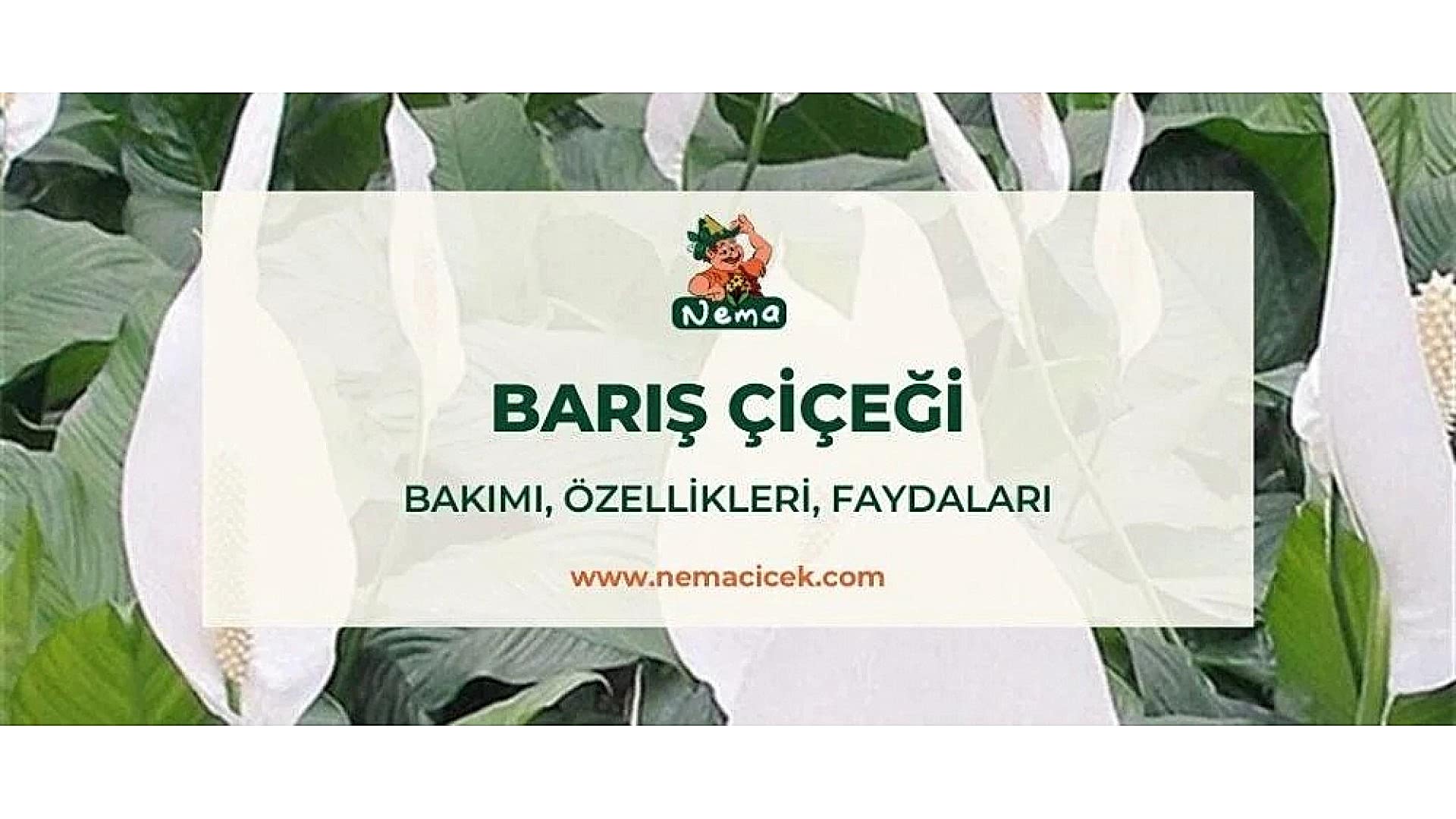 https://tipob9t.wwweees.com/image/cache/catalog/blog-image/baris-cicegi-nemacicek-blog-1920x1080.jpg