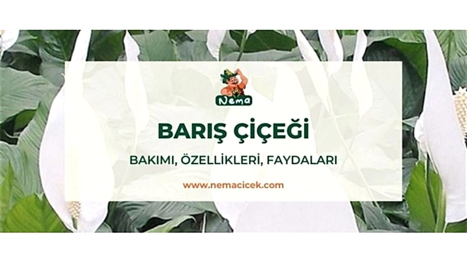 Barış Çiçeği (Spathiphyllum) Bakımı, Özellikleri, Faydaları
