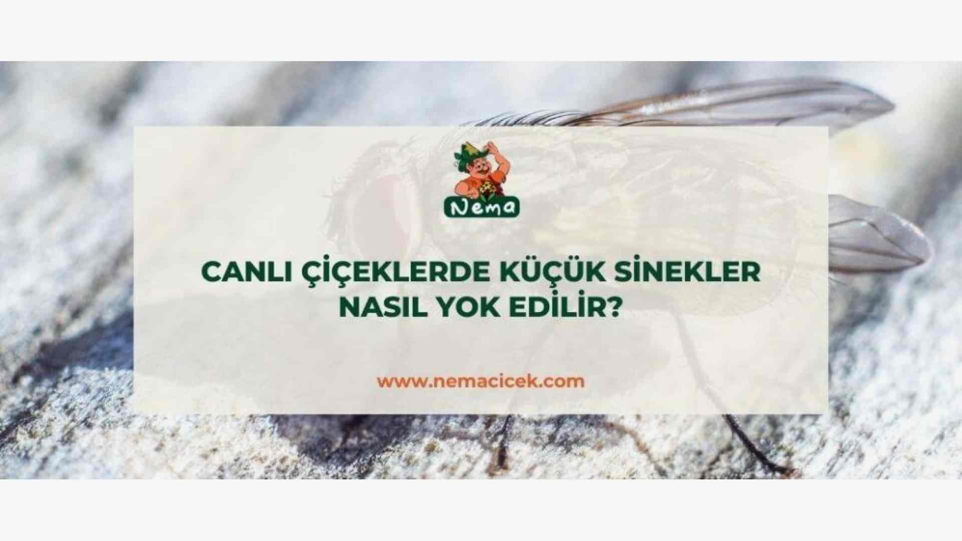https://tipob9t.wwweees.com/image/cache/catalog/blog-image/bcanli-ciceklerde-kucuk-sinekler-nasil-yok-edilir-nemablog-1920x1080.jpg