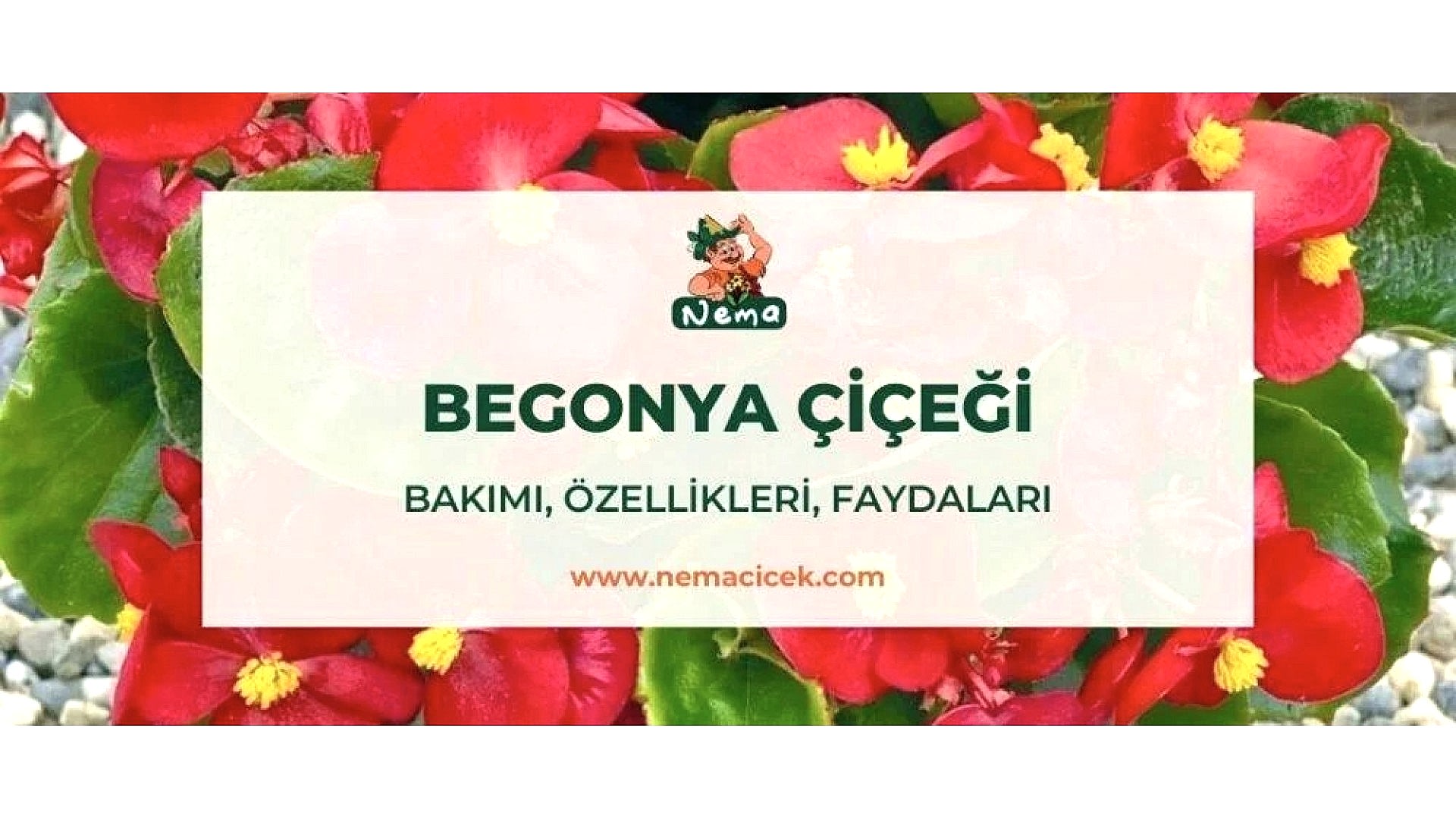https://tipob9t.wwweees.com/image/cache/catalog/blog-image/begonya-cicegi-nemacicek-blog-1920x1080.jpg