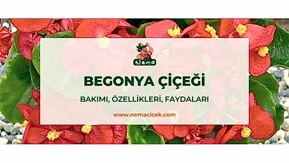 Begonya Bakımı, Özellikleri, Anlamı