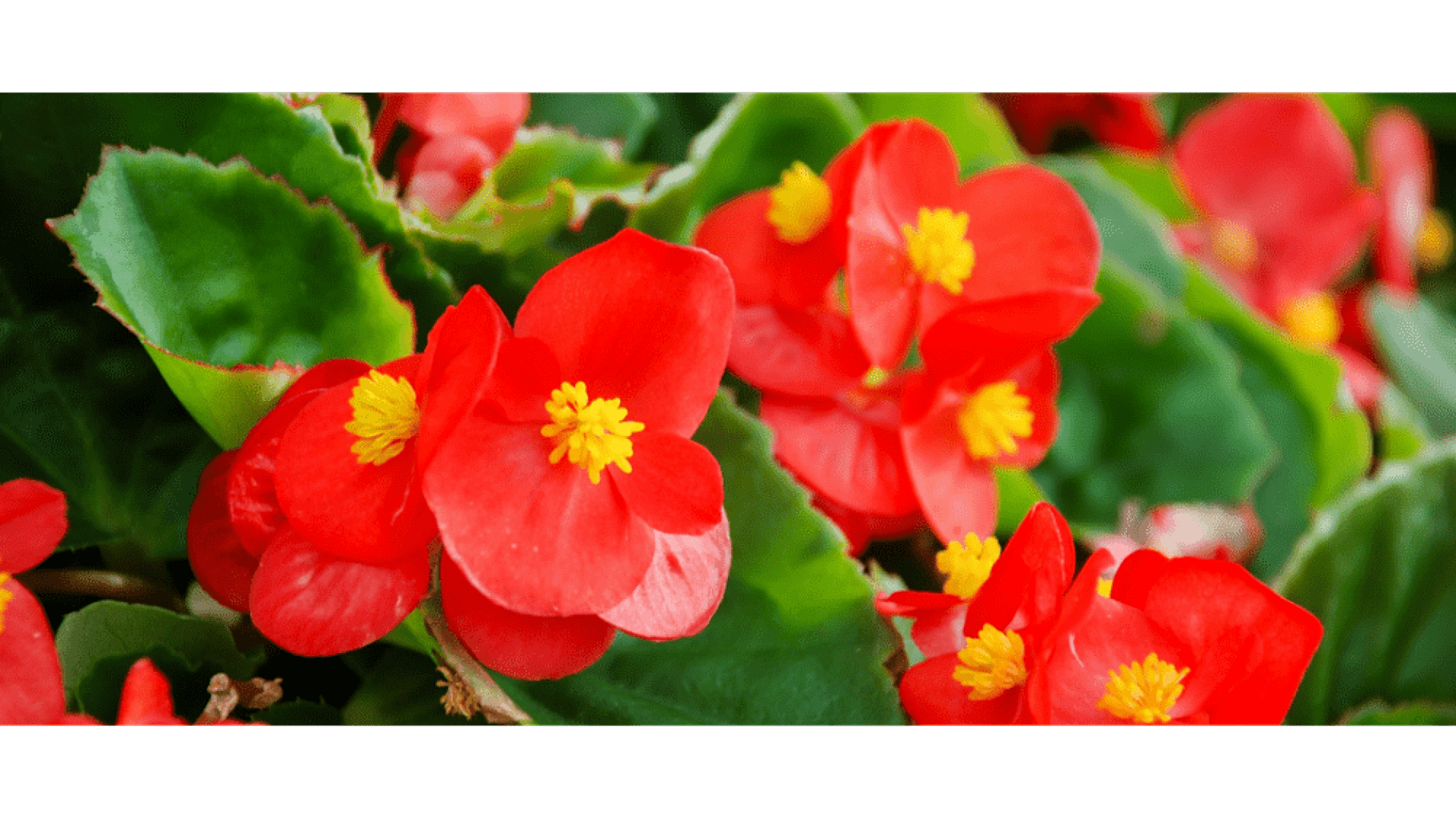 https://tipob9t.wwweees.com/image/cache/catalog/blog-image/begonya-cicegi-tipob9t.wwweees.com-3-1-1920x1080.png