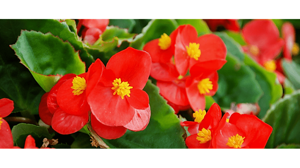 Begonya Çiçeği Anlamı – (Begonia)