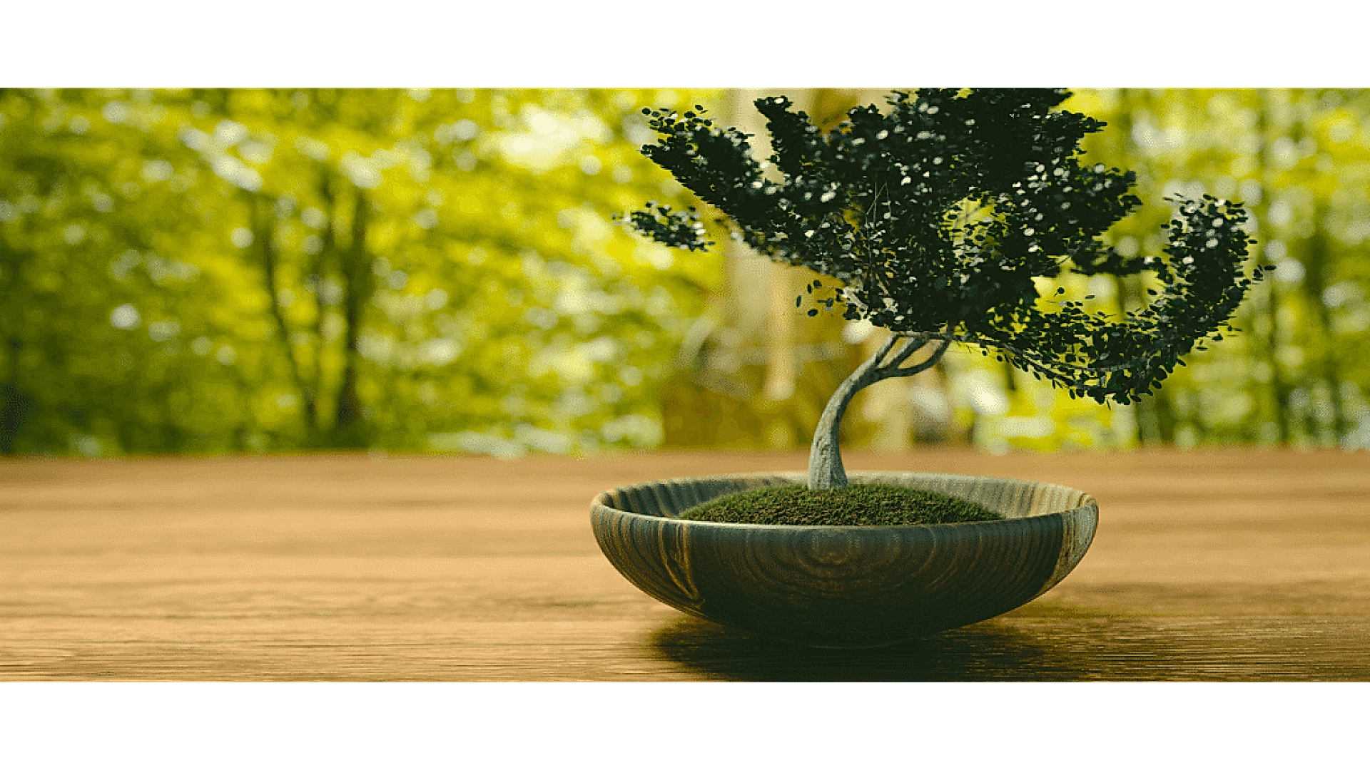 https://tipob9t.wwweees.com/image/cache/catalog/blog-image/bonsai-agaci-anlami-1920x1080.png