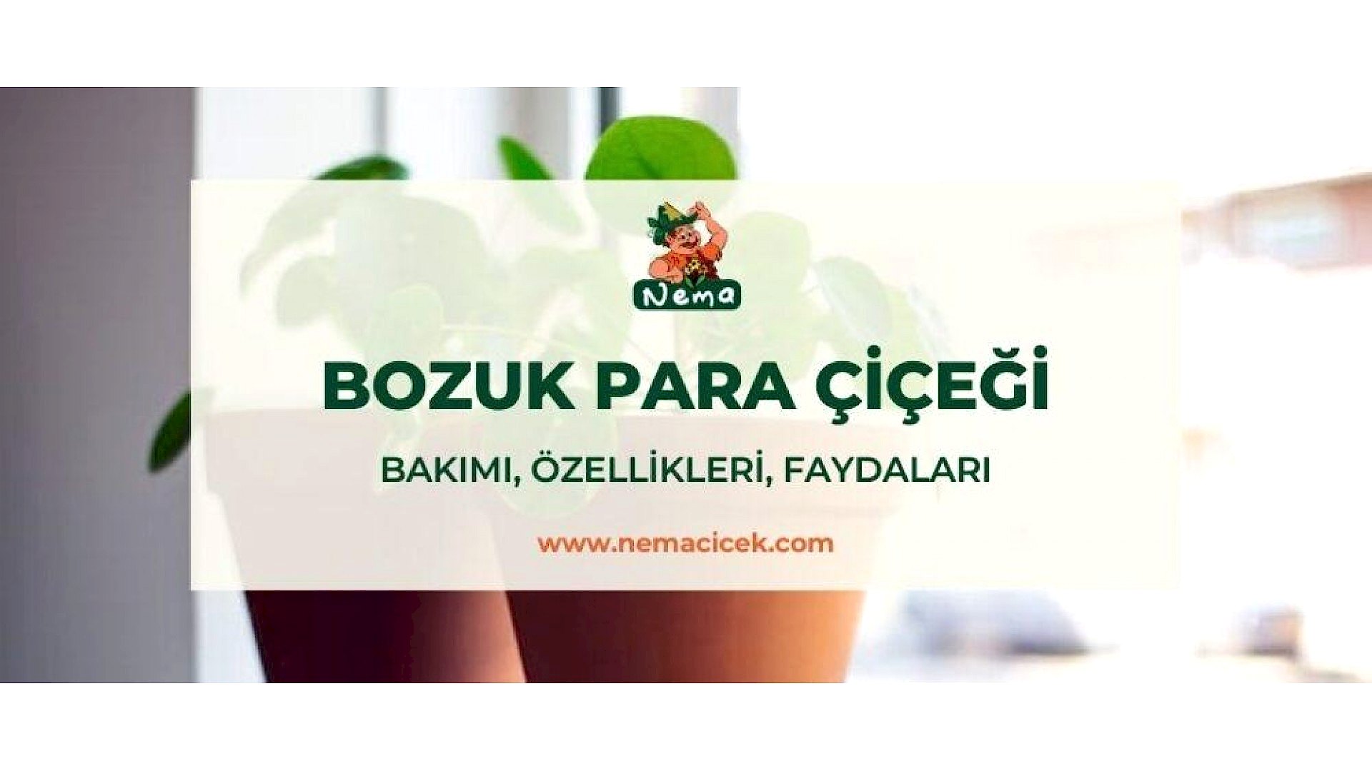 https://tipob9t.wwweees.com/image/cache/catalog/blog-image/bozuk-para-cicegi-nemacicek-blog-1920x1080.jpg