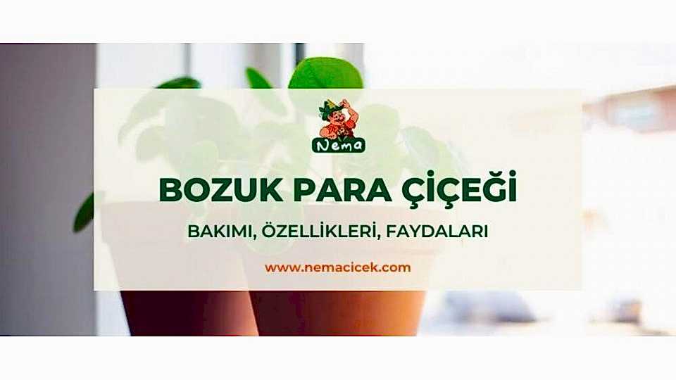 Bozuk Para Çiçeği (Pilea) Bakımı, Özellikleri, Faydaları, Anlamı