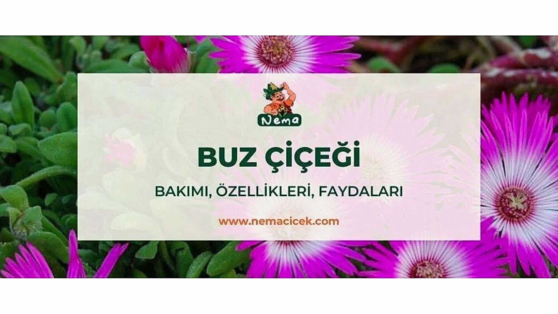 https://tipob9t.wwweees.com/image/cache/catalog/blog-image/buz-cicegi-nemacicek-blog-1920x1080.jpg