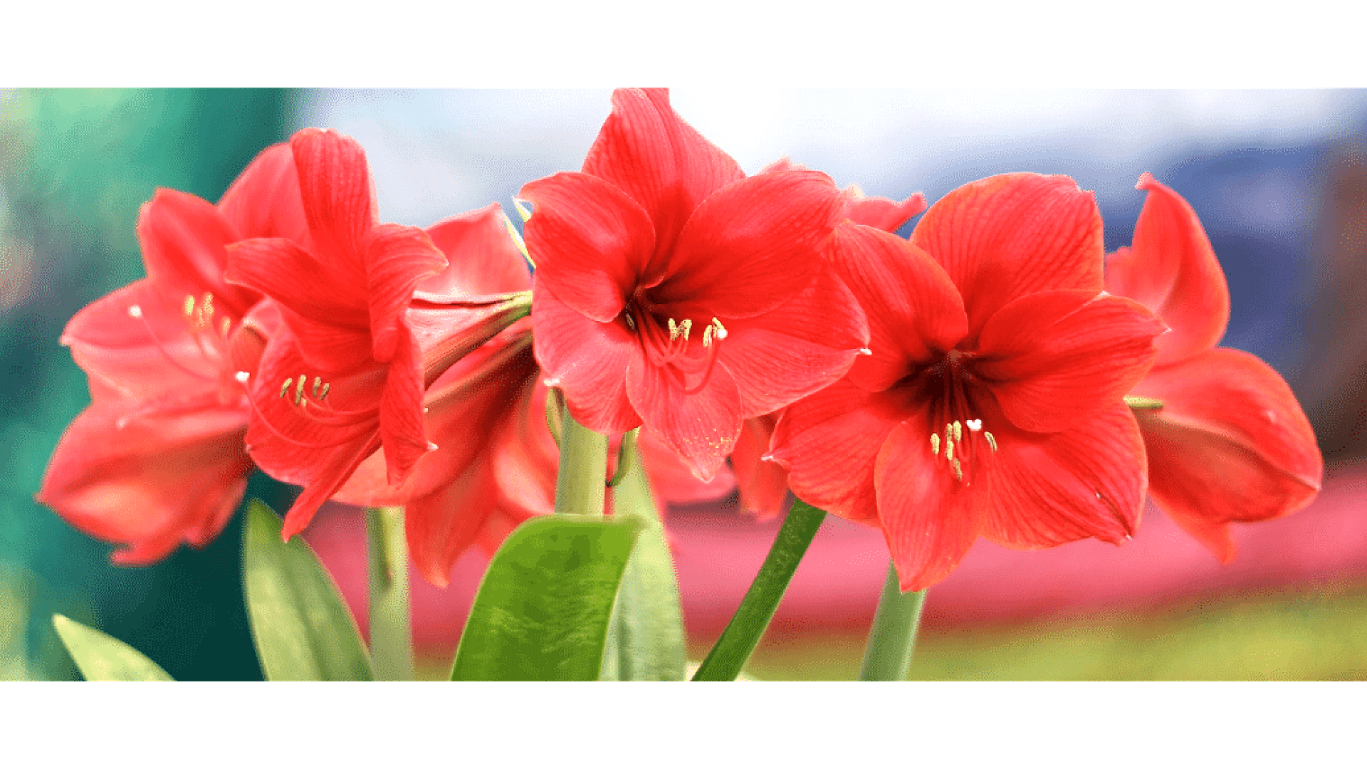 https://tipob9t.wwweees.com/image/cache/catalog/blog-image/cam-guzeli-cicegi-1920x1080.png
