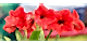 Cam Güzeli Çiçeği Anlamı – (Amaryllis)