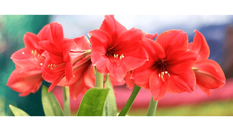 Cam Güzeli Çiçeği Anlamı – (Amaryllis)