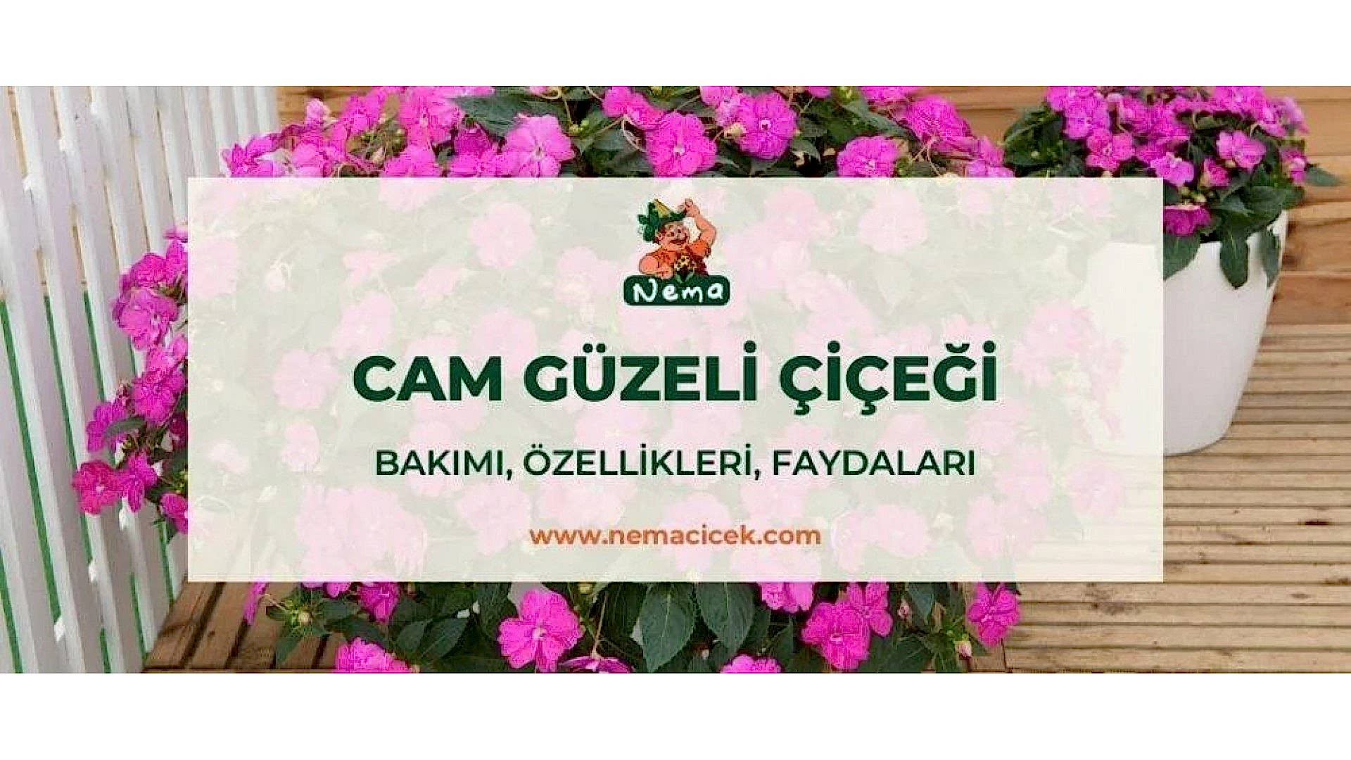 https://tipob9t.wwweees.com/image/cache/catalog/blog-image/cam-guzeli-cicegi-nemacicek-blog-1920x1080.jpg