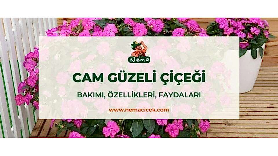 Cam Güzeli Çiçeği (Impatiens Walleriana) Bakımı, Özellikleri, Anlamı