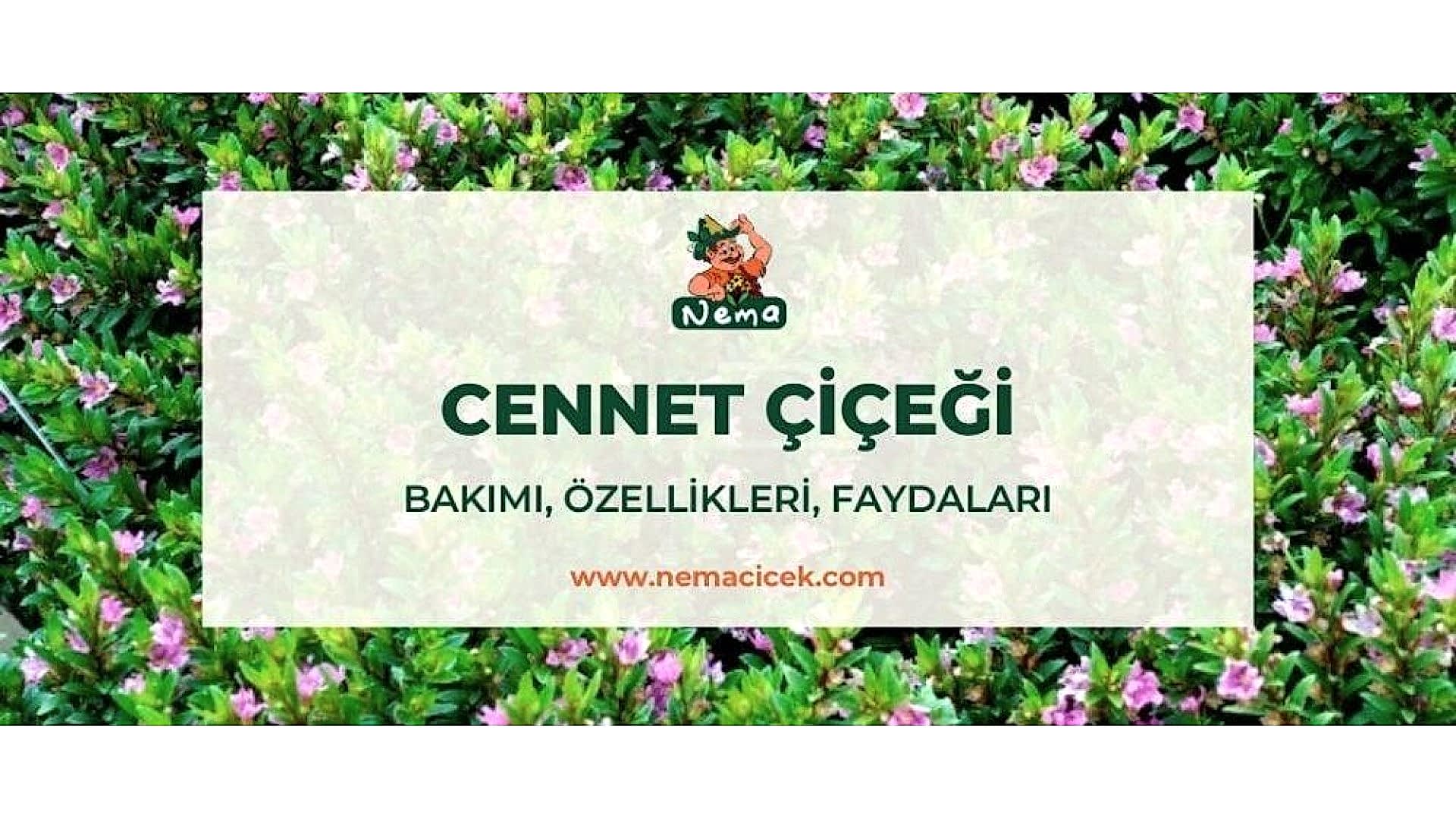 https://tipob9t.wwweees.com/image/cache/catalog/blog-image/cennet-cicegi-nemacicek-blog-1920x1080.jpg