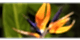 Cennet Kuşu Çiçeği Anlamı – (Strelitzia)