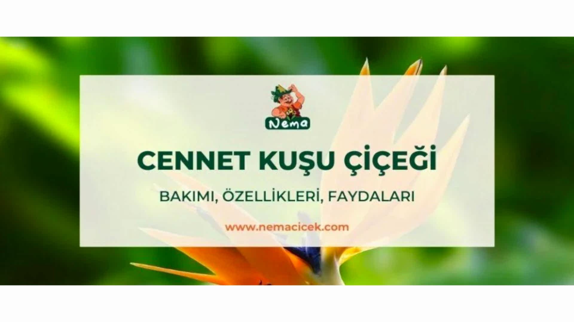 https://tipob9t.wwweees.com/image/cache/catalog/blog-image/cennet-kusu-cicegi-nemacicek-blog-1920x1080.jpeg