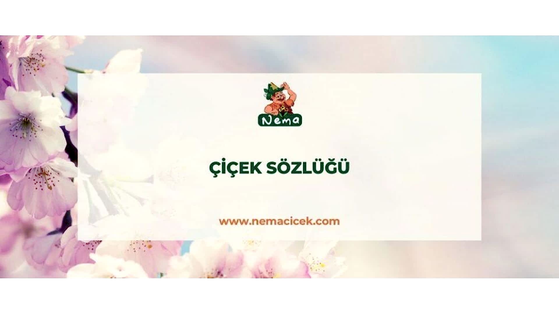 https://tipob9t.wwweees.com/image/cache/catalog/blog-image/cicek-sozlugu-nemablog-1920x1080.jpg
