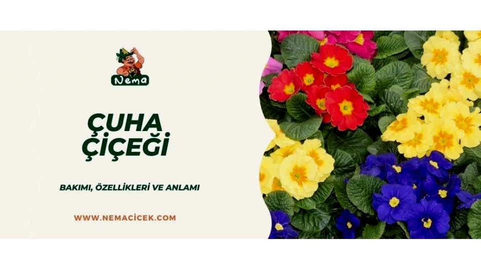 Çuha Çiçeği (Primula) Bakımı Özellikleri Anlamı