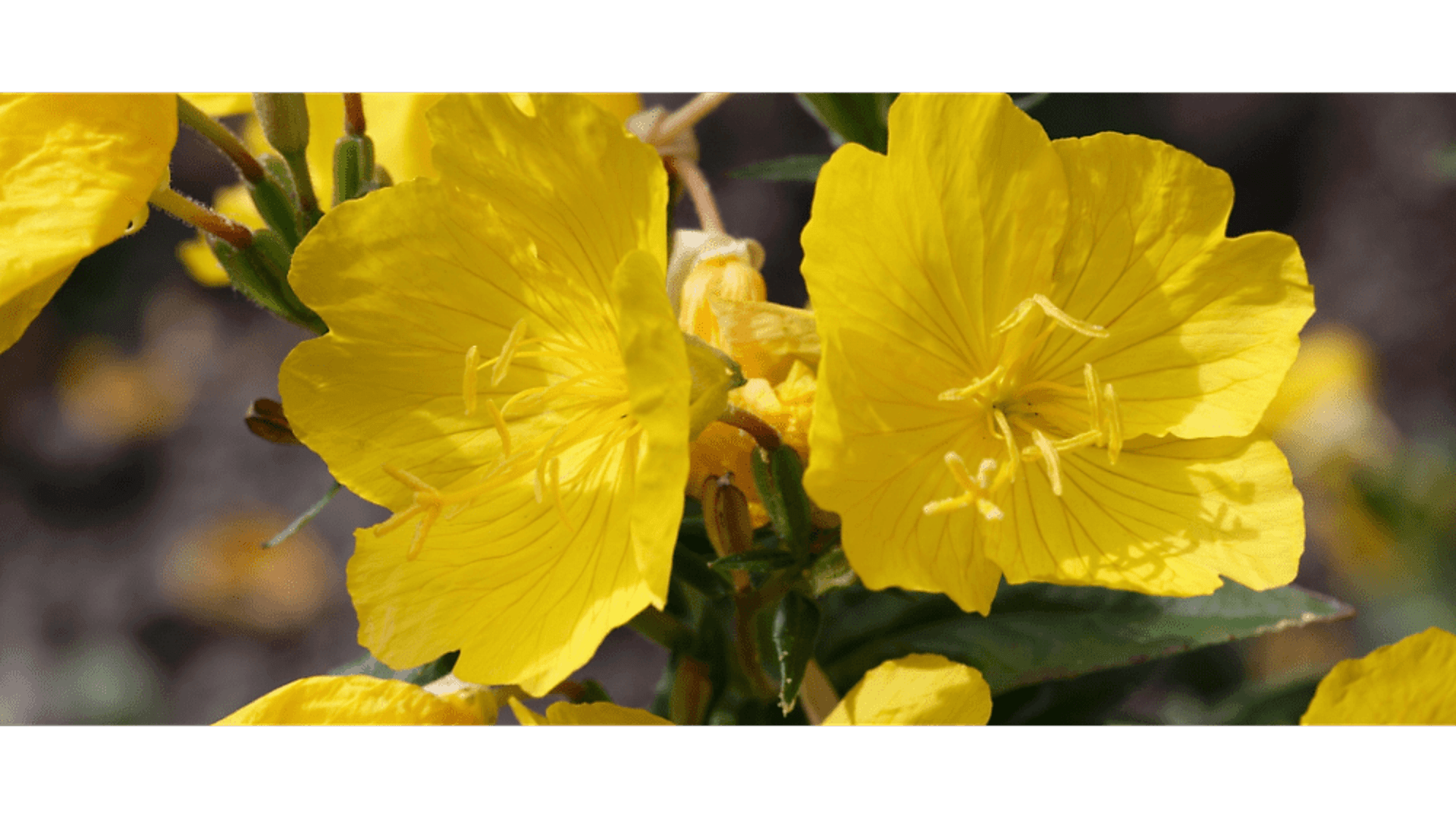 https://tipob9t.wwweees.com/image/cache/catalog/blog-image/cuha-cicegi-tipob9t.wwweees.com-7-1920x1080.png