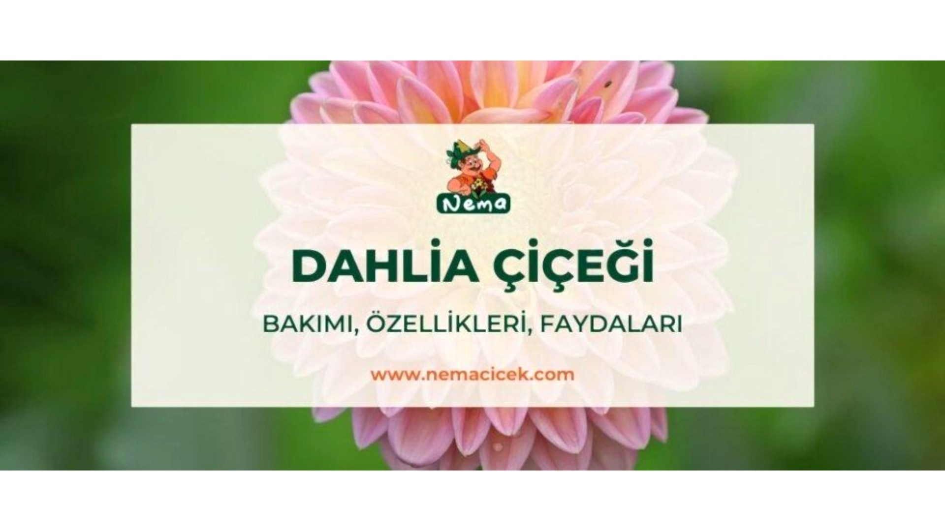 https://tipob9t.wwweees.com/image/cache/catalog/blog-image/dahlia-cicegi-nemacicek-blog-1920x1080.jpg