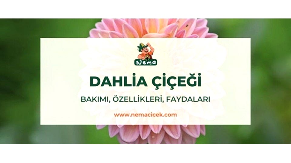 Yıldız Çiçeği (Dahlia) Bakımı, Özellikler, Faydaları