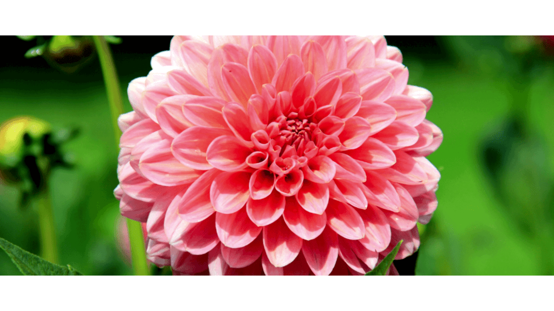 https://tipob9t.wwweees.com/image/cache/catalog/blog-image/dalya-cicegi-tipob9t.wwweees.com_-1-1920x1080.png