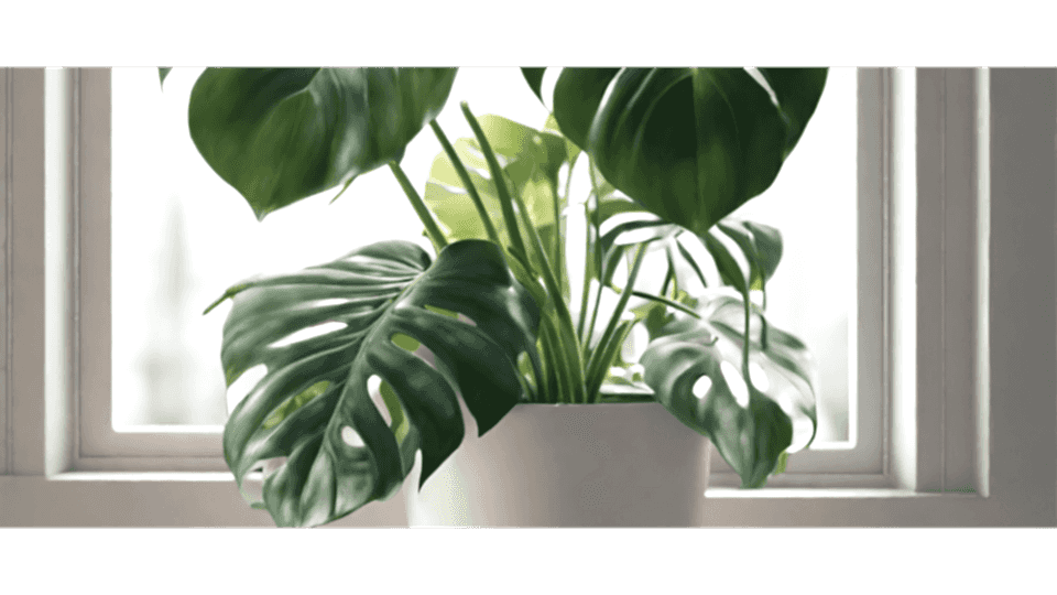 Devetabanı Anlamı - (Monstera)