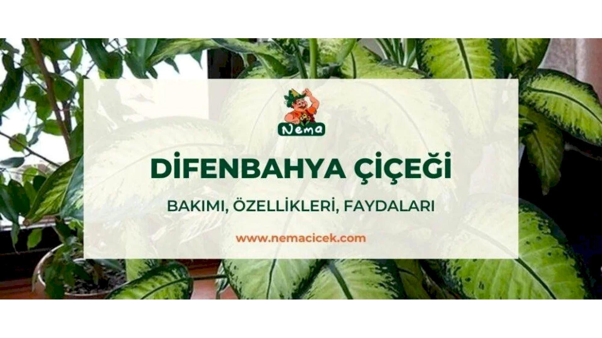 https://tipob9t.wwweees.com/image/cache/catalog/blog-image/difenbahya-cicegi-nemacicek-blog-1920x1080.jpg