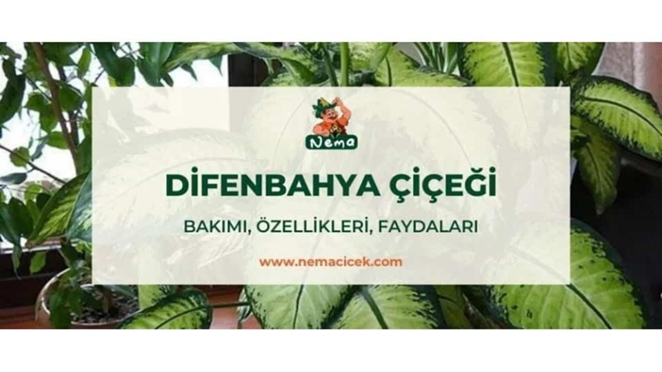 Difenbahya Çiçeği (Ağlayan Çiçek) Bakımı, Özellikleri, Anlamı